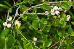 White indigo berry - fruit detail